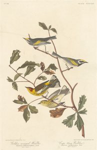 गोल्डन-विंग्ड वार्बलर और केप मे वार्बलर, 1838। द्वारा रॉबर्ट हेवेल