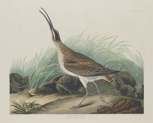 ग्रेट कर्ल्यू एस्किमोस, 1835। द्वारा रॉबर्ट हेवेल