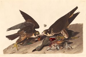 ग्रेट फुटेड हॉक, 1827। द्वारा रॉबर्ट हेवेल