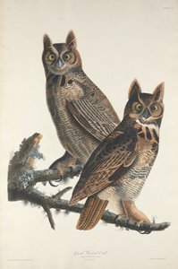 ग्रेट हॉर्नड उल्लू, 1829।