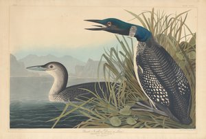 महान उत्तरी गोताखोर या लून, 1836। द्वारा रॉबर्ट हेवेल