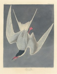 ग्रेट टर्न, 1836। द्वारा रॉबर्ट हेवेल