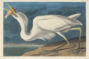 ग्रेट व्हाइट हेरॉन, 1835। द्वारा रॉबर्ट हेवेल