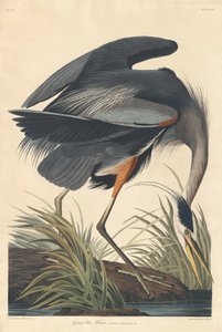 ग्रेट ब्लू हेरॉन, 1834। द्वारा रॉबर्ट हेवेल