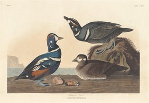 हार्लेक्विन डक, 1836। द्वारा रॉबर्ट हेवेल