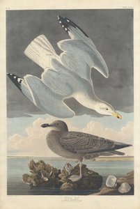 हेरिंग गुल, 1836। द्वारा रॉबर्ट हेवेल
