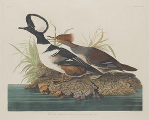 हूडेड मर्गेन्सर, 1834। द्वारा रॉबर्ट हेवेल