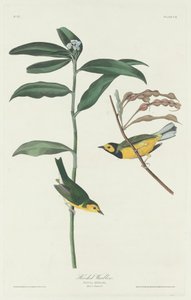 हूडेड वार्बलर, 1831। द्वारा रॉबर्ट हेवेल