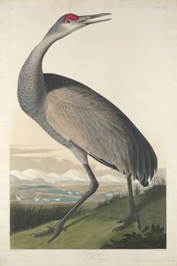हूपिंग क्रेन, 1835। द्वारा रॉबर्ट हेवेल