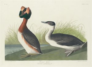 हॉर्नड ग्रीबे, 1835। द्वारा रॉबर्ट हेवेल