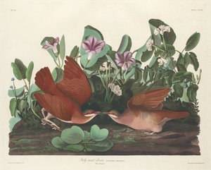 की-वेस्ट डव, 1833। द्वारा रॉबर्ट हेवेल