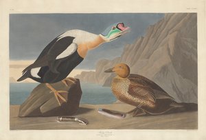 किंग डक, 1835।