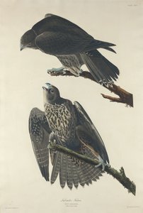 लैब्राडोर फाल्कन, 1834। द्वारा रॉबर्ट हेवेल