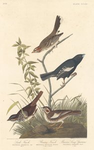 लार्क फिंच, प्रेयरी फिंच और ब्राउन सॉन्ग स्पैरो, 1837। द्वारा रॉबर्ट हेवेल
