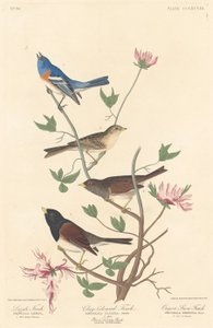 लाजुली फिंच, मिट्टी के रंग का फिंच और ओरेगन स्नो फिंच, 1837।