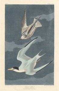 लेसर टर्न, 1836। द्वारा रॉबर्ट हेवेल
