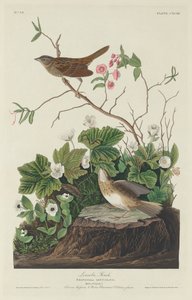 लिंकन फिंच, 1834। द्वारा रॉबर्ट हेवेल