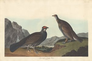 लॉन्ग-टेल्ड या डस्की ग्रॉस, 1837। द्वारा रॉबर्ट हेवेल