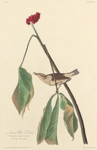 लुइसियाना वाटर थ्रश, 1827। द्वारा रॉबर्ट हेवेल