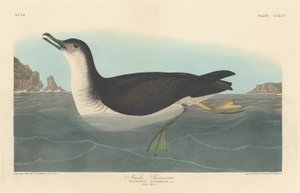मैंक्स शियरवाटर, 1836। द्वारा रॉबर्ट हेवेल