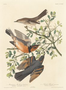 माउंटेन मॉकिंग-बर्ड एंड वैरीड थ्रश, 1837। द्वारा रॉबर्ट हेवेल