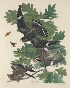 नाइट हॉक, 1832। द्वारा रॉबर्ट हेवेल