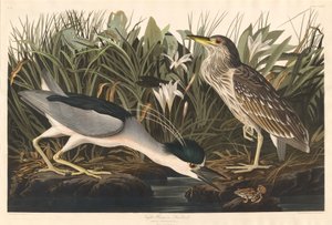 नाइट हेरॉन या क्वा बर्ड, 1835। द्वारा रॉबर्ट हेवेल
