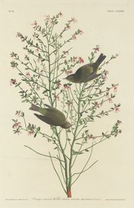 ऑरेंज-क्राउन वार्बलर, 1833। द्वारा रॉबर्ट हेवेल