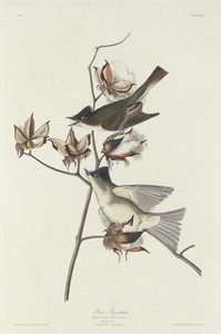 पेविट फ्लाईकैचर, 1831। द्वारा रॉबर्ट हेवेल