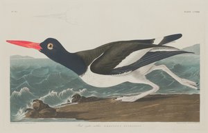 पाइड ऑयस्टर-कैचर, 1834।