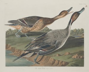 पिन-टेल्ड डक, 1834। द्वारा रॉबर्ट हेवेल