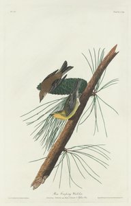 पाइन क्रीपिंग वार्बलर, 1832। द्वारा रॉबर्ट हेवेल