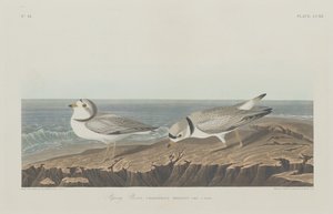 पाइपिंग प्लोवर, 1834। द्वारा रॉबर्ट हेवेल