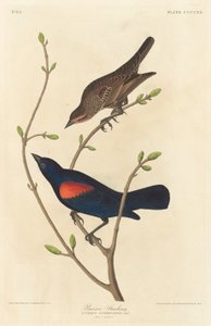 प्रेयरी स्टार्लिंग, 1838। द्वारा रॉबर्ट हेवेल