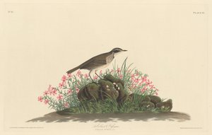 प्रेयरी टाइटल शीट, 1830। द्वारा रॉबर्ट हेवेल