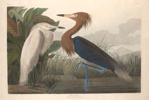 बैंगनी बगुला, 1835। द्वारा रॉबर्ट हेवेल