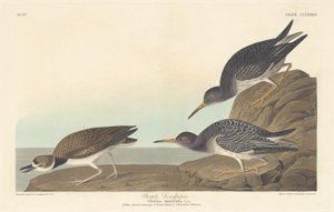 पर्पल सैंडपाइपर, 1835। द्वारा रॉबर्ट हेवेल