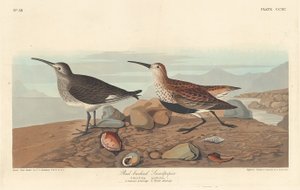 रेड-समर्थित सैंडपाइपर, 1836। द्वारा रॉबर्ट हेवेल