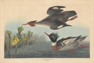 रेड-ब्रेस्टेड मर्गेन्सर, 1838। द्वारा रॉबर्ट हेवेल