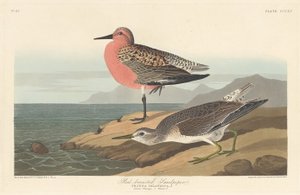 रेड-ब्रेस्टेड सैंडपाइपर, 1836। द्वारा रॉबर्ट हेवेल
