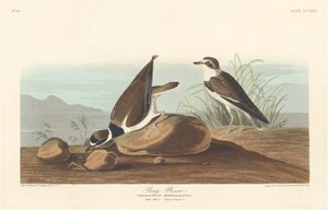 रिंग प्लोवर, 1836। द्वारा रॉबर्ट हेवेल