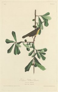 रोसको का येलो थ्रोट, 1827। द्वारा रॉबर्ट हेवेल