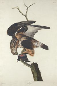 रफ-लेग्ड फाल्कन, 1833। द्वारा रॉबर्ट हेवेल