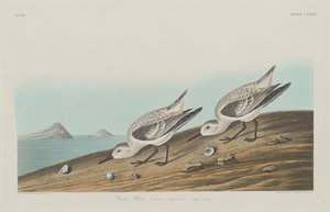रूडी प्लोवर, 1834। द्वारा रॉबर्ट हेवेल