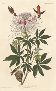 रफ-नेक्ड हमिंग-बर्ड, 1837। द्वारा रॉबर्ट हेवेल