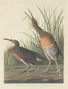 साल्ट वाटर मार्श हेन, 1834। द्वारा रॉबर्ट हेवेल