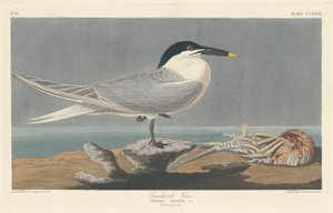 सैंडविच टर्न, 1835। द्वारा रॉबर्ट हेवेल