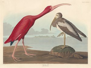 स्कार्लेट इबिस, 1837।