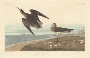 शिंज का सैंडपाइपर, 1835। द्वारा रॉबर्ट हेवेल