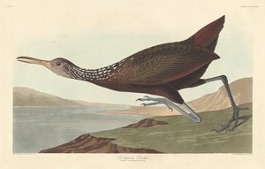 स्कोलोपेसस कौरलान, 1837। द्वारा रॉबर्ट हेवेल